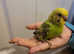 Hand Reared Tamed Baby Budgie
