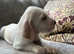 Exceptional Italian Spinone Puppies Available