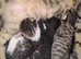 Bengals