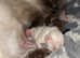 Blue point Ragdoll female