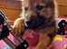 Wolfdog puppies 70/80% grey wolf
