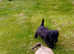 Schnoodle pups, Aberdeenshire