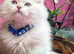 British longhair golden point TICA