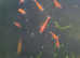 Cherry shrimps random mix