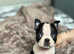 2 stunning female Boston terriers