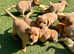 Stunning KC reg Labradors