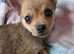 Pomchi 9 weeks old for sale.