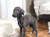 3 beautiful black and white females, 7/8 whippet puppies