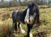 4 Year Old Blagdon Cob Stallion