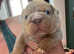 English bulldog chunky puppies
