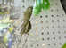Mantis and jumping spiders for sale