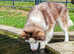 Stunning red and white wooly female siberian husky
