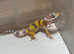 leopard Geckos now available
