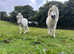 Handsome Pair of Shetland Geldings