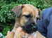 Border terrier x russle