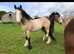 Dun Irish cob