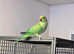 Talking baby Indian ringnick parrot