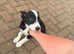 Border collie puppies
