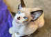 3 x Spynx x Siamese queens in need of a new home