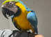 Young Tame Talking Blue & Gold Macaw