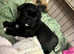 Pugzu's