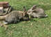 3 baby continental giant rabbits