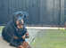 Rottweiler female for sale