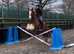 Jaffa 15.1hh chesnut cob gelding