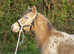 Rare Champagne Spotted Filly