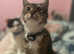 Female tabby
