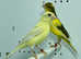 Pair of raza canaries for sale