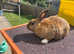 Beautiful rabbit