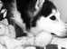 Husky Girl Available
