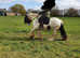 Ride and drive cob gelding for loan