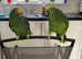 Two beautiful yellow head Amazon parrots