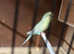 Breeding pair of budgies with cage