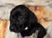 11 GSP puppies