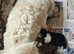 Stunning Tibetan Terriers
