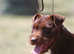 Stud dog patterdale