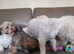 Lhasa Apsos puppies for sale