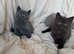 Active TICA registered kittens