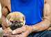 Gorgeous shar pei puppies available