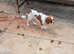King Charles Cavalier  girl