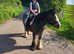 6 year old blagdon mare