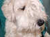 Sealyham Terrier Male Puppy