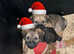Border Terriers BOY for sale