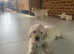 Golden Retriever Puppies for Sale Ready for the new home from 19 September