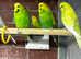 Budgies for sale