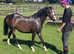 Welsh b mare 5yrs 12.2
