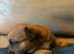 3 French bull jack pups now reduced